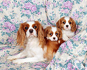 PUP 10 RK0022 10
Cavalier King Charles Spaniel Mom And Two Puppies Laying On Floral Print Sheet
