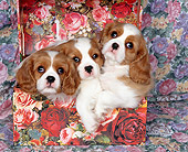 PUP 10 RK0027 04
Three Cavalier King Charles Spaniel Puppies Sitting In Floral-Print Box Studio