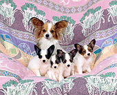 PUP 10 RK0031 13
Papillon Mother Sitting With Four Puppies On Pink Blanket Facing Camera