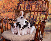 PUP 10 RK0032 06
Papillon Mother Sitting With Three Puppies On Chair With Pillow Fall Scene Background