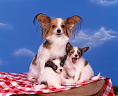 PUP 10 RK0034 06
Papillon Mother Sitting With Two Puppies On Top Of Picnic Basket And Cloth Blue Clouds Background