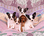 PUP 10 RK0036 03
Papillon And Irish Setter Puppies Sitting Together On Pink Blanket