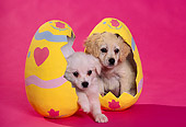 PUP 10 RK0048 03
Cocker Spaniel Puppies Sitting In Easter Eggs Pink Seamless