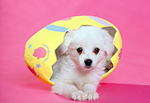 PUP 10 RK0049 05
Mixed Breed Puppy Laying In Easter Egg Pink Seamless Background