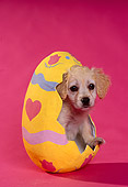 PUP 10 RK0051 03
Cocker Spaniel Puppy Sitting Inside Easter Egg Pink Seamless