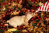PUP 10 RK0054 03
English Cocker Spaniel Puppy Pulling On Cloth On Fall Colored Leaves
