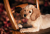 PUP 10 RK0057 03
English Cocker Spaniel Puppy Laying On Chair Fall Color Leaves