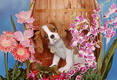 PUP 10 RK0094 03
Head Shot Of Cavalier King Charles Spaniel Puppy Sitting On Wooden Boat By Flowers Studio
