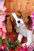 PUP 10 RK0094 09
Head Shot Of Cavalier King Charles Spaniel Puppy Sitting On Wooden Boat By Flowers Studio