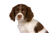 PUP 10 RK0098 01
English Springer Spaniel  On White Seamless Studio