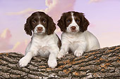 PUP 10 RK0105 01
Two English Springer Spaniel Puppies Laying On Log Studio