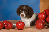 PUP 10 RK0109 01
English Springer Spaniel Laying By Basket Of Fallen Apples Studio
