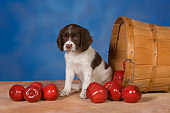 PUP 10 RK0110 01
English Springer Spaniel Sitting By Basket Of Fallen Apples Studio