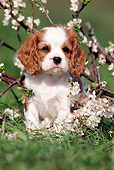 PUP 10 SS0002 01
Cavalier King Charles Spaniel Puppy Sitting On Grass By Blossoms