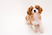 PUP 10 YT0004 01
Cavalier King Charles Spaniel Puppy Sitting On White Seamless