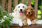 PUP 11 JE0001 01
Golden Retriever Puppy And English Cocker Spaniel Puppy Laying On Bench