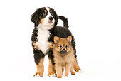 PUP 11 JE0002 01
Bernese Mountain Dog And Dwarf Spitz Puppies Standing On White Seamless