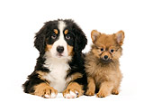 PUP 11 JE0003 01
Bernese Mountain Dog And Dwarf Spitz Puppies Laying On White Seamless