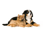 PUP 11 JE0004 01
Bernese Mountain Dog And Dwarf Spitz Puppies Laying On White Seamless