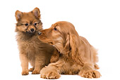 PUP 11 JE0005 01
Dwarf Spitz And English Cocker Spaniel Puppies On White Seamless