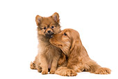 PUP 11 JE0006 01
Dwarf Spitz And English Cocker Spaniel Puppies Nuzzling On White Seamless