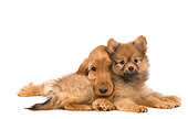 PUP 11 JE0007 01
Dwarf Spitz And English Cocker Spaniel Puppies Cuddling On White Seamless