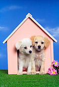 PUP 11 RK0018 01
Two Puppies Sitting In Dog House