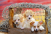 PUP 11 RK0047 07
Miniature Poodles And Papillon Puppies In Crate With Net