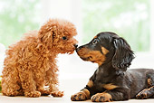 PUP 11 YT0001 01
Toy Poodle And Miniature Dachshund Puppies Nose To Nose