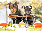 PUP 11 YT0002 01
Yorkshire Terrier And Miniature Schnauzer Puppies Sitting In Basket By Gourds