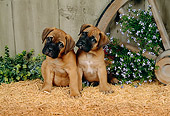PUP 11 FA0001 01
Two Bullmastiff Puppies Sitting On Hay By Wagon Wheel