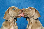 PUP 11 KH0001 01
Weimaraner Puppys Kissing Close-Up Studio