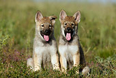 PUP 11 KH0002 01
Czechoslovakian Wolfdog Puppies Sitting In Field