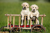PUP 11 KH0005 01
Two Yellow Labrador Retriever Puppies Standing In Cart In Field