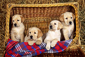 PUP 11 KH0008 01
Four Yellow Labrador Retriever Puppies Sitting In Basket With Plaid Blanket