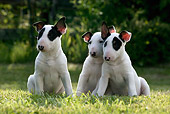 PUP 11 KH0010 01
Three Bull Terriers Sitting In Field