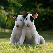 PUP 11 KH0011 01
Two Bull Terriers Sitting In Field
