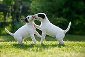 PUP 11 KH0012 01
Two Bull Terriers Playing In Field