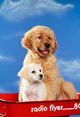 PUP 11 RK0009 02
Golden Retriever Mix And Cocker Spaniel Puppies Sitting In Red Wagon Blue Sky Studio