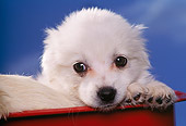 PUP 11 RK0015 01
Close Up Head Shot Of Eskimo Poo In Red Wagon Facing Camera Blue Sky Background
