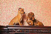 PUP 11 RK0019 01
Dachshund And Mini Pinscher Puppies Sitting Together On Wooden Table Wallpaper Print Background