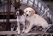 PUP 11 RK0038 03
Pointer And Labrador Puppies Sitting In Boat