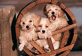 PUP 11 RK0043 03
Miniature Poodles And Papillon Puppy In Wooden Circle By Wooden Stump