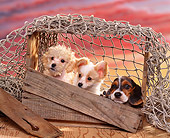 PUP 11 RK0049 07
Basset Poodle And Papillon Sitting Inside Crate With Rope Sunset Background
