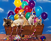 PUP 11 RK0052 07
Head Shot Of Group Of Puppies Sitting Inside Wooden Box With Party Decorations