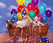 PUP 11 RK0052 19
Head Shot Of Group Of Puppies Sitting Inside Wooden Box With Party Decorations