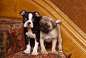PUP 11 RK0060 01
Boston Terrier And Pug Puppies Standing On Carpeted Stairs