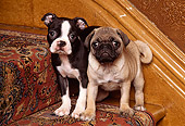 PUP 11 RK0060 03
Boston Terrier And Pug Puppies Standing On Carpeted Stairs