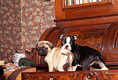 PUP 11 RK0061 01
Pug And Boston Terrier Puppies Playing In Drawer