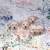 PUP 11 RK0063 03
A Group Of White Mixed Breed Puppies Sitting Together In Splatterd Paint Sheet
